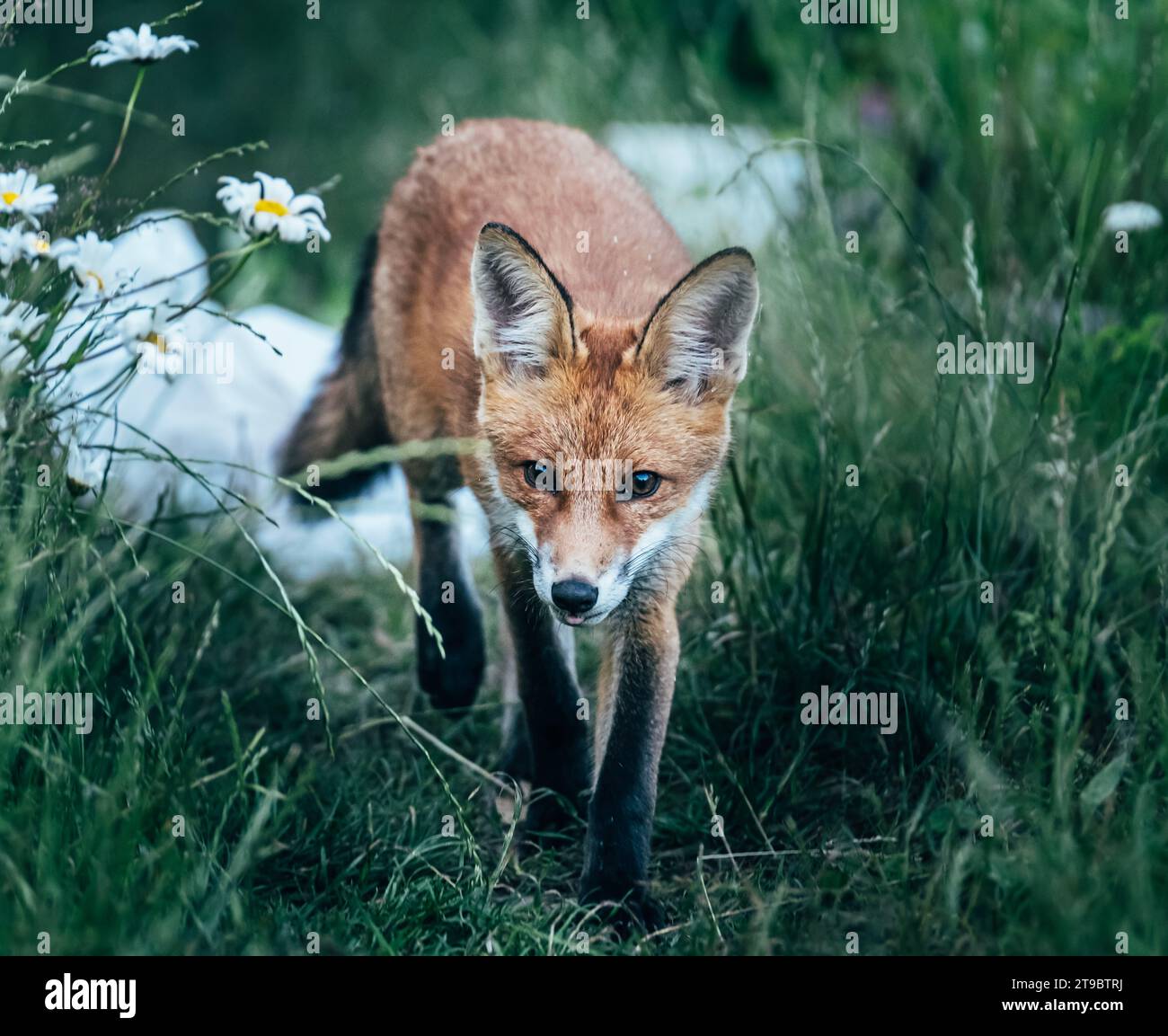 Fuchs, der durch hohes Gras läuft Stockfoto