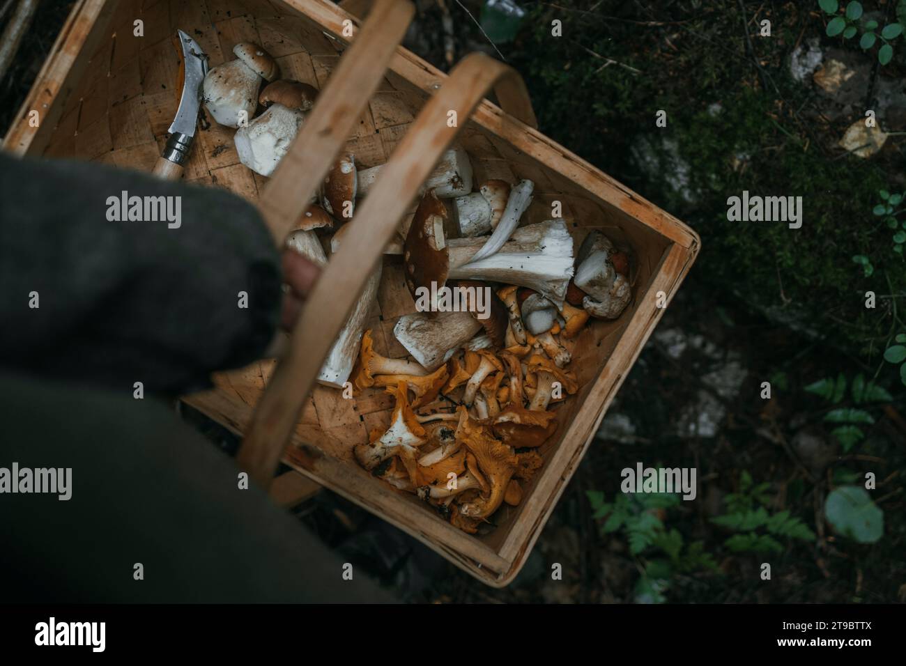 Abgeschnittener Korb mit Speisepilzen Stockfoto