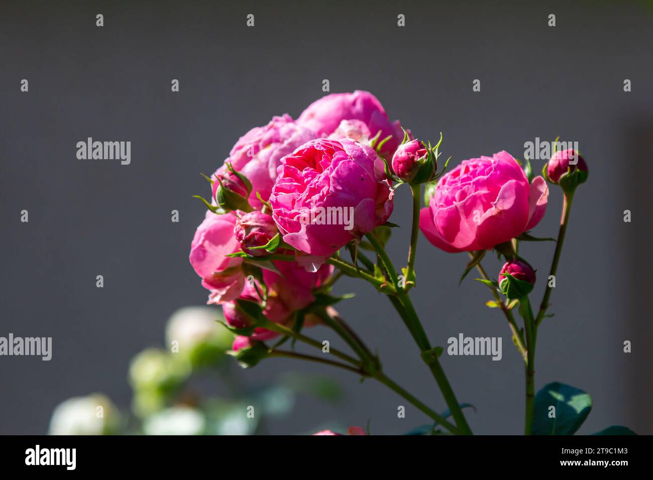 Ranunkeln rosa Blumen Hintergrund. Stockfoto