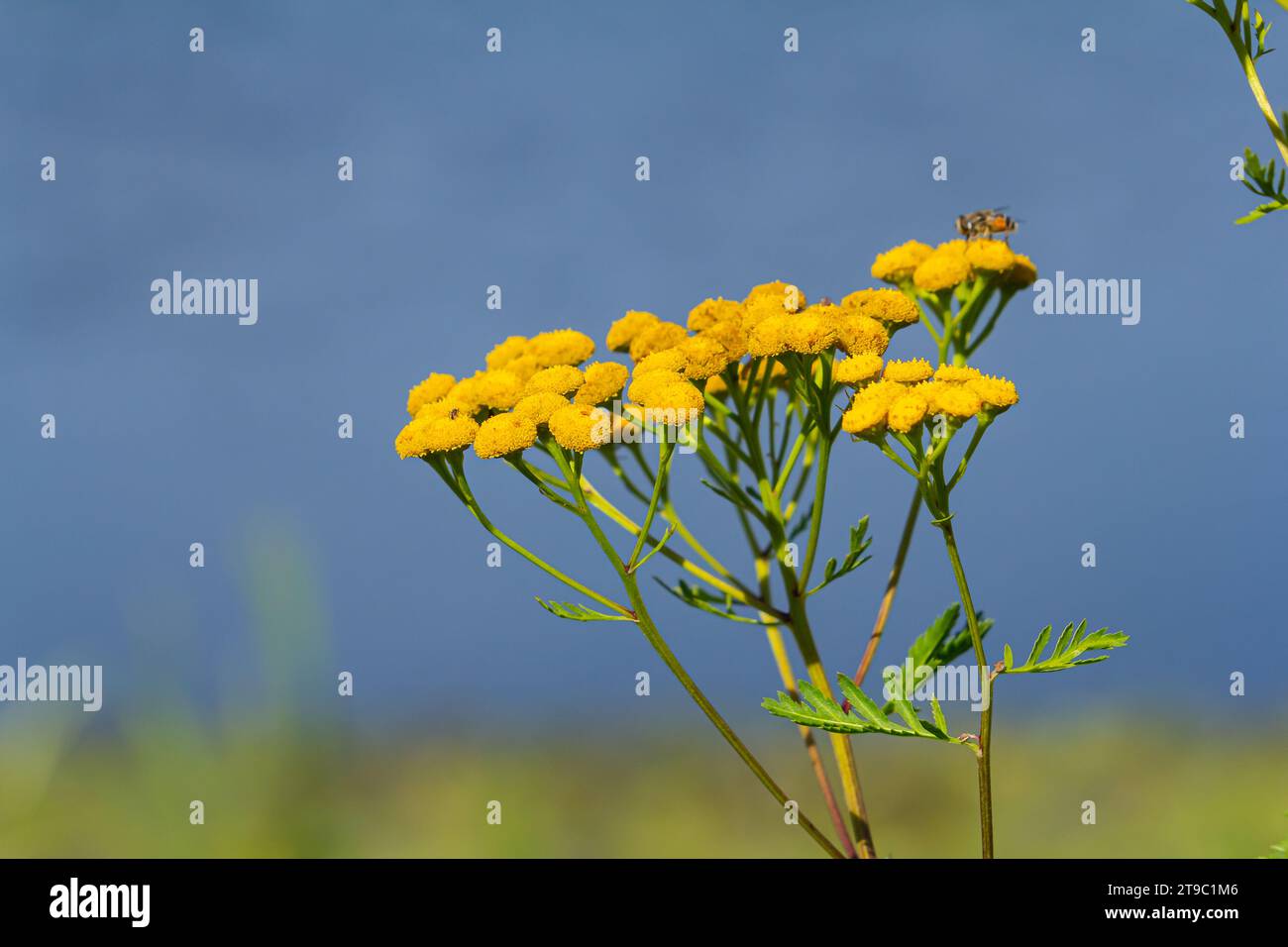 Tansy ist eine mehrjährige krautige Blütenpflanze, die in der Volksmedizin verwendet wird. Stockfoto