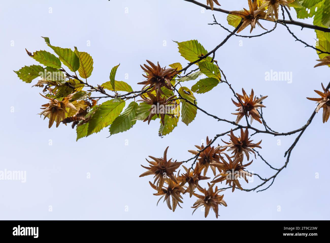 Ast einer Hainbuche Carpinus betulus mit herabhängender Blütenstände und Blättern im Herbst, ausgewählter Fokus, schmale Schärfentiefe, Kopierraum in der Unschärfe Stockfoto