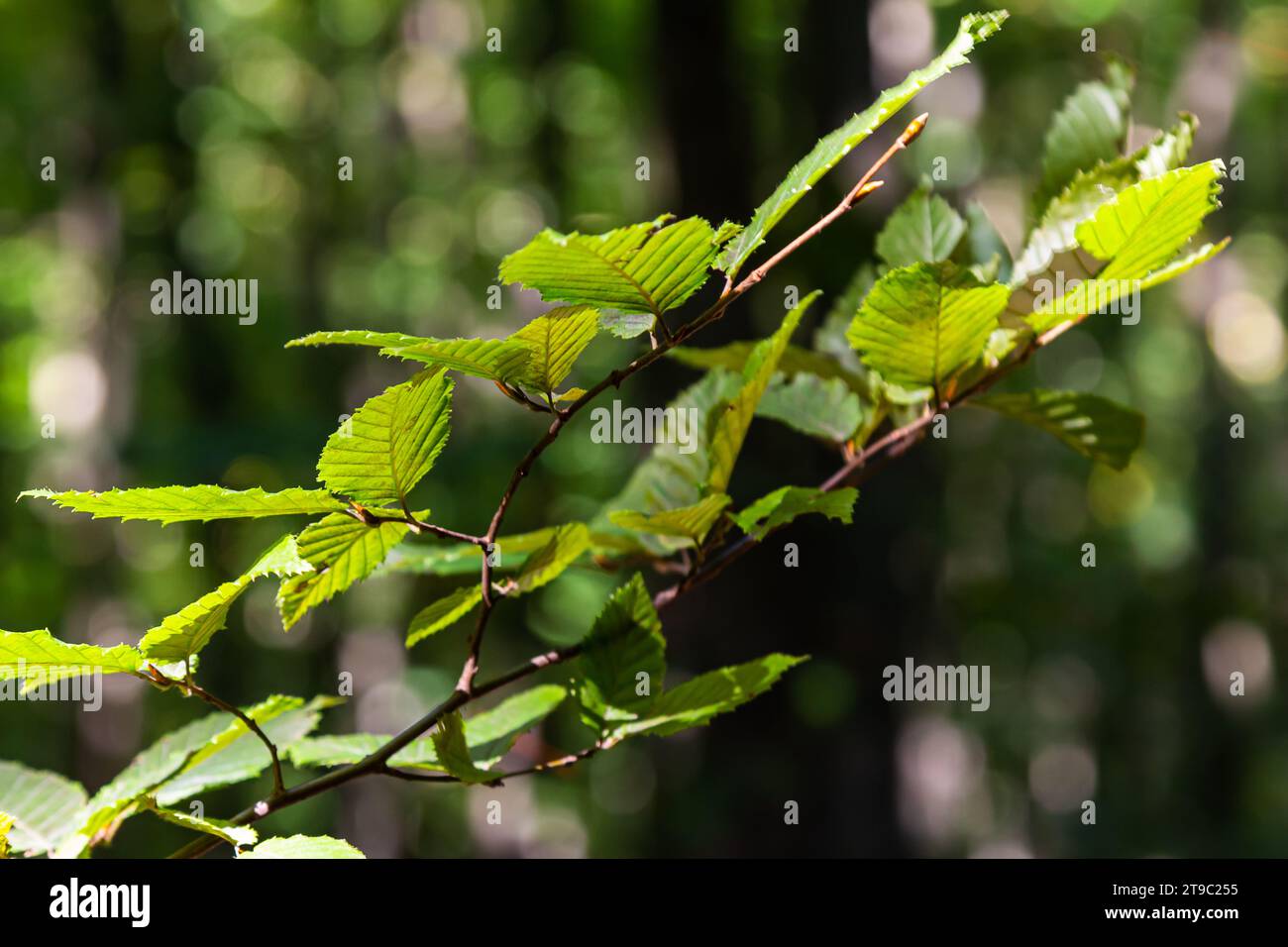 Ast einer Hainbuche Carpinus betulus mit herabhängender Blütenstände und Blättern im Herbst, ausgewählter Fokus, schmale Schärfentiefe, Kopierraum in der Unschärfe Stockfoto