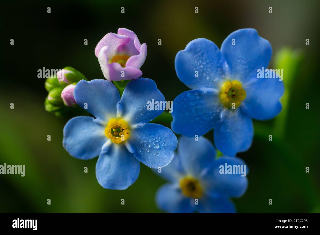 Kleine blaue Blüten von Vergissmeinnicht-Blumen. Nahaufnahme. Stockfoto