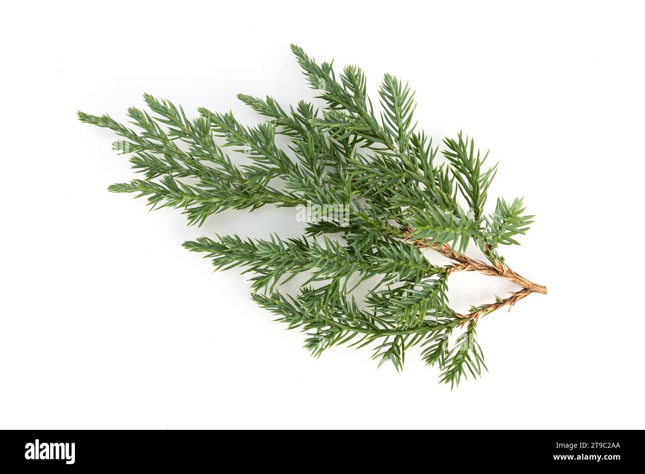 Juniperus squamata oder Himalaya-wacholderzweig isoliert auf weißem Hintergrund Stockfoto