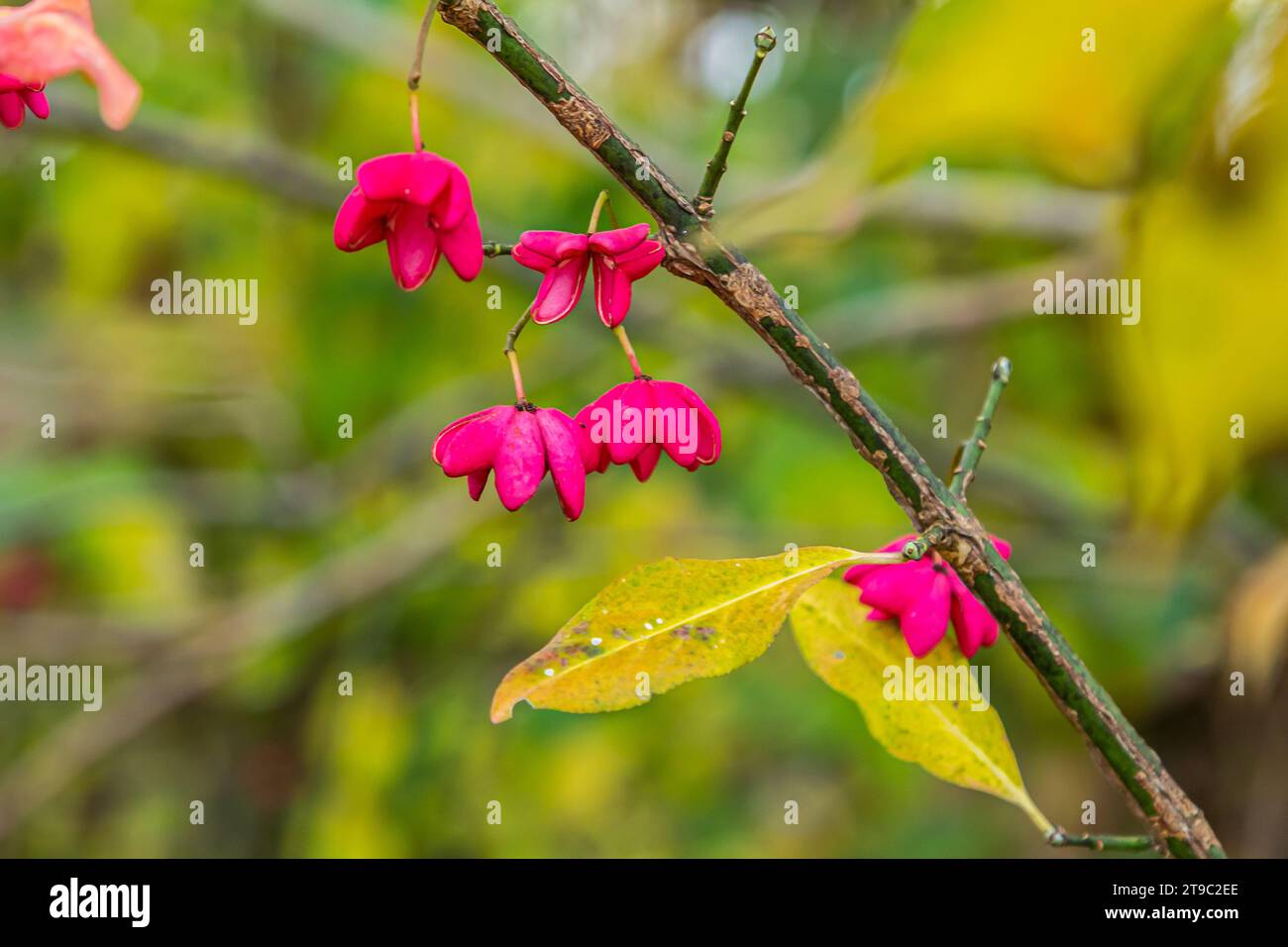 Euonymus europaeus european Common Spindle Capsulular reifende Herbstfrüchte, rot bis violett oder rosa mit Orangensamen, bunten Herbstblättern. Stockfoto