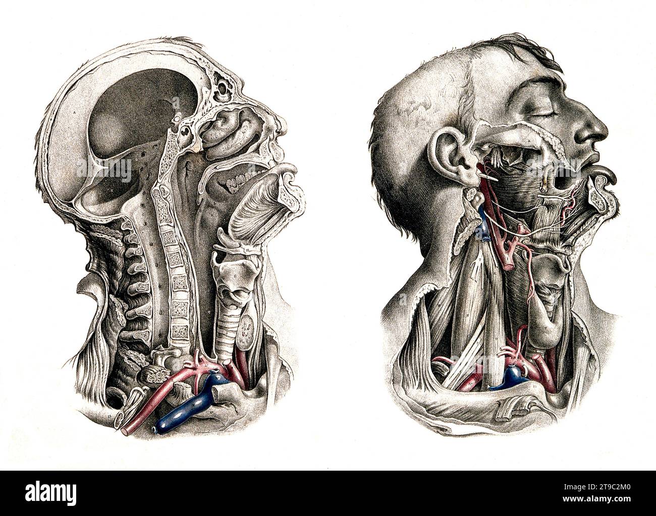 Medizin, menschliche Anatomie, Dissektion von Kopf und Hals, Adern, Schädelknochen. Kolorierte Lithographie von J. Maclise, 1841/1844, Historisch, digital restaurierte Reproduktion von einer Vorlage aus dem 19. Jahrhundert / Medizin, menschliche Anatomie, Sektion von Kopf und Hals, Venen, Schädelknochen. Farbige Lithographie von J. Maclise, 1841/1844, historisch, digital restaurierte Reproduktion eines Originals aus dem 19. Jahrhundert Stockfoto