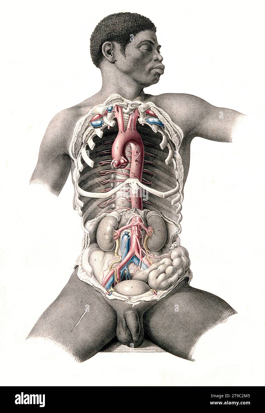 Menschliche Anatomie, Medizin, Sektion des Rumpfes eines sitzenden schwarzen Mannes, mit Darstellung der großen Blutgefäße und Organe, Nieren, Darm, Schlagader, Blase. Kolorierte Lithographie von J. Maclise, 1841/1844, Historisch, digital restaurierte Reproduktion von einer Vorlage aus dem 19. Jahrhundert / Medizin, menschliche Anatomie, Sektion von Kopf und Hals, Venen, Schädelknochen. Farbige Lithographie von J. Maclise, 1841/1844, historisch, digital restaurierte Reproduktion eines Originals aus dem 19. Jahrhundert Stockfoto