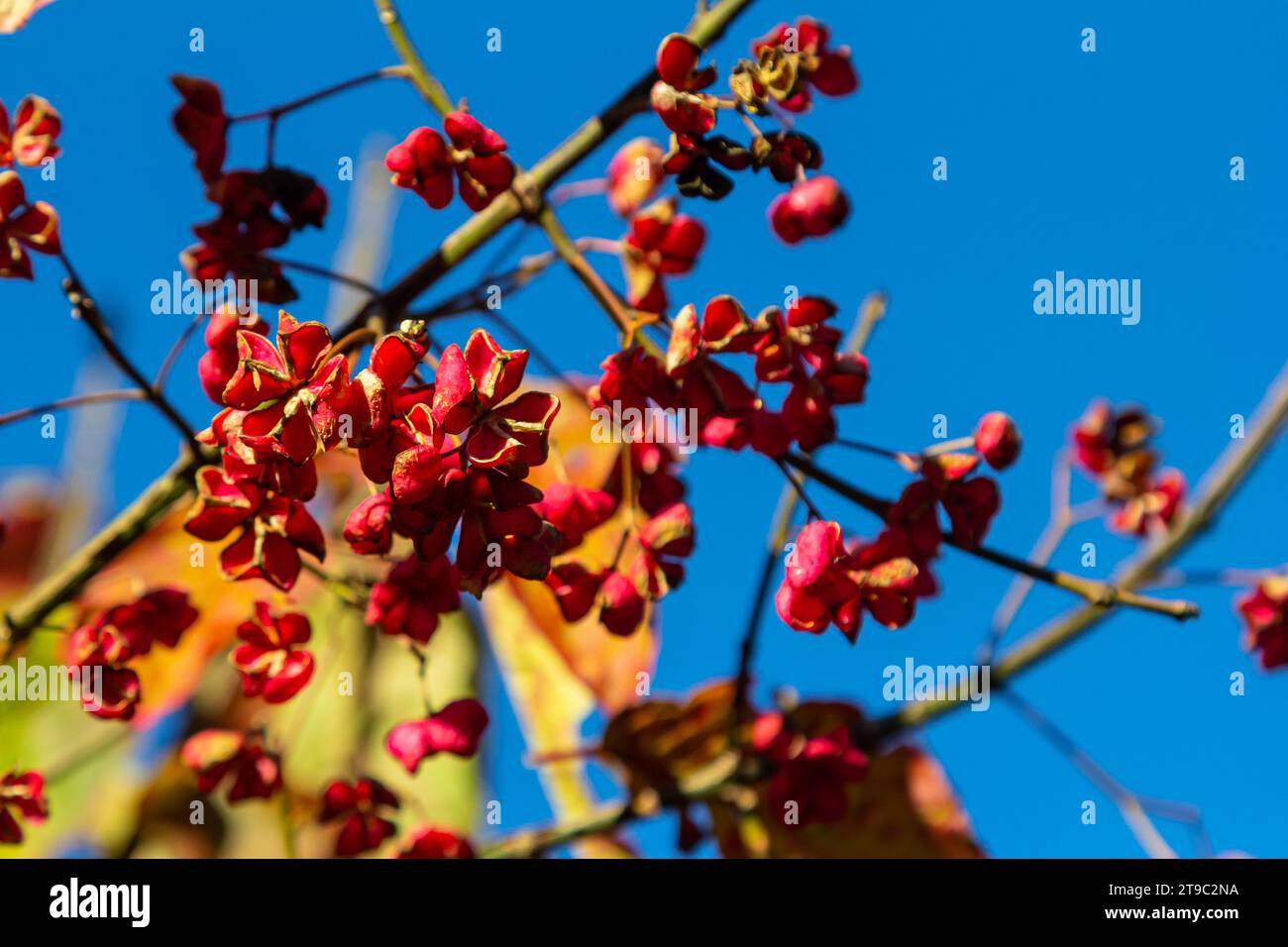 Euonymus europaeus european Common Spindle Capsulular reifende Herbstfrüchte, rot bis violett oder rosa mit Orangensamen, bunten Herbstblättern. Stockfoto