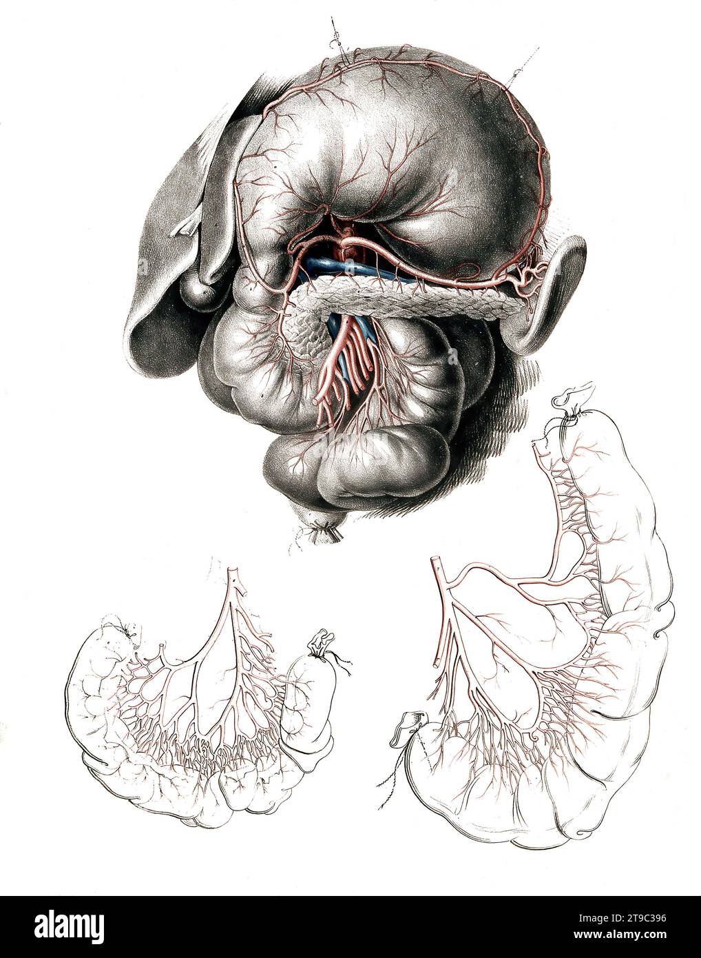 Menschliche Anatomie, Medizin, das Kreislaufsystem, Blutkreislauf: Sektion des Magens und der Eingeweide, mit den Arterien und Venen in rot und blau dargestellt. Kolorierte Lithographie von J. Maclise, 1841/1844, Historisch, digital restaurierte Reproduktion von einer Vorlage aus dem 19. Jahrhundert / menschliche Anatomie, Medizin, Kreislaufsystem, Durchblutung: Abschnitt des Magens und des Darms, mit den Arterien und Venen rot und blau dargestellt. Farbige Lithographie von J. Maclise, 1841/1844, historisch, digital restaurierte Reproduktion eines Originals aus dem 19. Jahrhundert Stockfoto