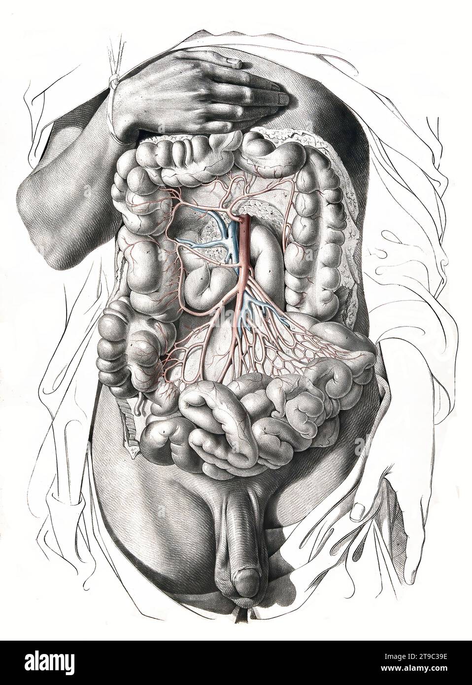 Menschliche Anatomie, Medizin, das Kreislaufsystem, Blutkreislauf: Sektion des Abdomens mit Darstellung des Dickdarms und der Arterien und Venen in Rot und Blau. Kolorierte Lithographie von J. Maclise, 1841/1844, Historisch, digital restaurierte Reproduktion von einer Vorlage aus dem 19. Jahrhundert / Humananatomie, Medizin, Kreislaufsystem, Durchblutung: Abschnitt des Abdomens mit Darstellung des Dickdarms und der Arterien und Venen in Rot und Blau. Farbige Lithographie von J. Maclise, 1841/1844, historisch, digital restaurierte Reproduktion eines Originals aus dem 19. Jahrhundert Stockfoto