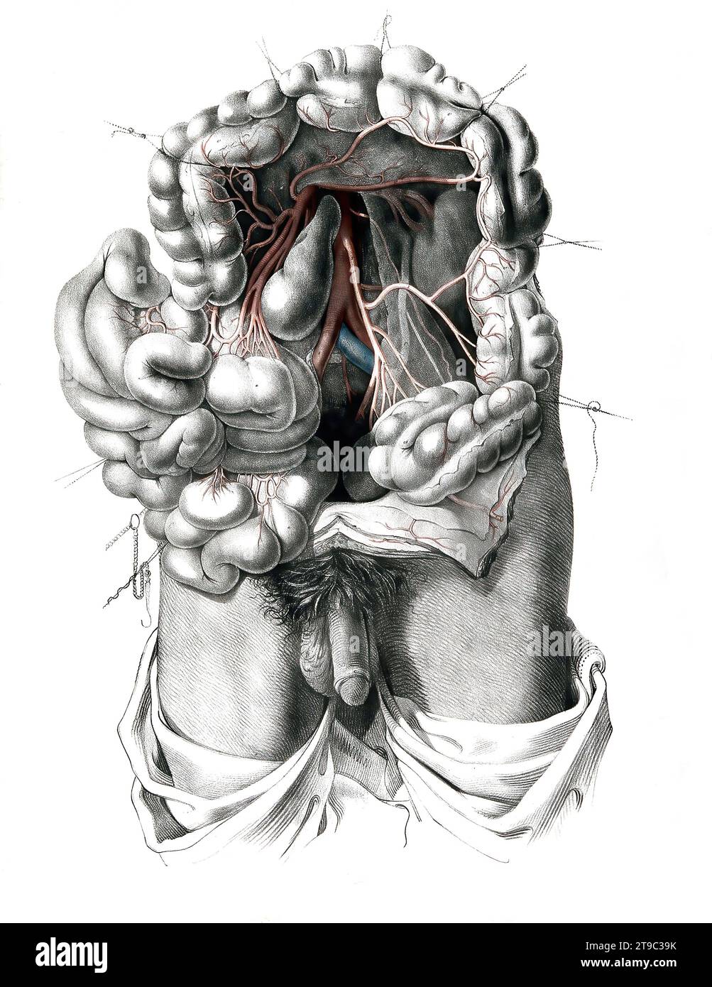 Menschliche Anatomie, Medizin, das Kreislaufsystem, Blutkreislauf: Sektion des Abdomens mit Darstellung des Dickdarms und der Arterien und Venen in Rot und Blau. Kolorierte Lithographie von J. Maclise, 1841/1844. Erstellt 1841/1844, Historisch, digital restaurierte Reproduktion von einer Vorlage aus dem 19. Jahrhundert / Humananatomie, Medizin, Kreislaufsystem, Durchblutung: Abschnitt des Abdomens mit Darstellung des Dickdarms und der Arterien und Venen in Rot und Blau. Farblithographie von J. Maclise, 1841/1844. Erstellt 1841/1844, historisch, digital restauriert reproduziert Stockfoto