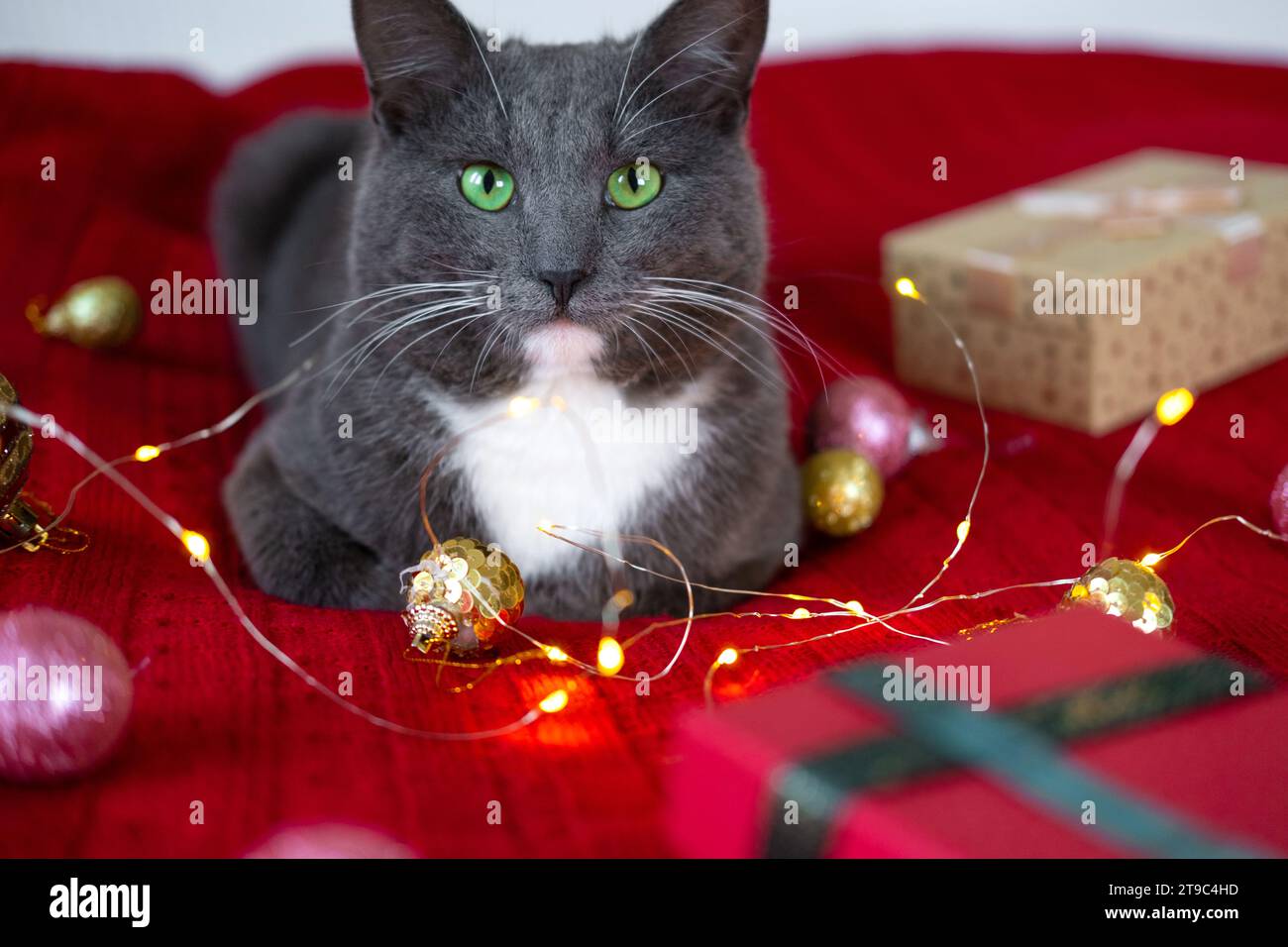Kätzchen schnüffeln und kauen eine Girlande auf roter Strickdecke. Geschenkbox, Weihnachtslichter und glänzender Dekorationshintergrund. Gray Cat spielt und bereitet es vor Stockfoto