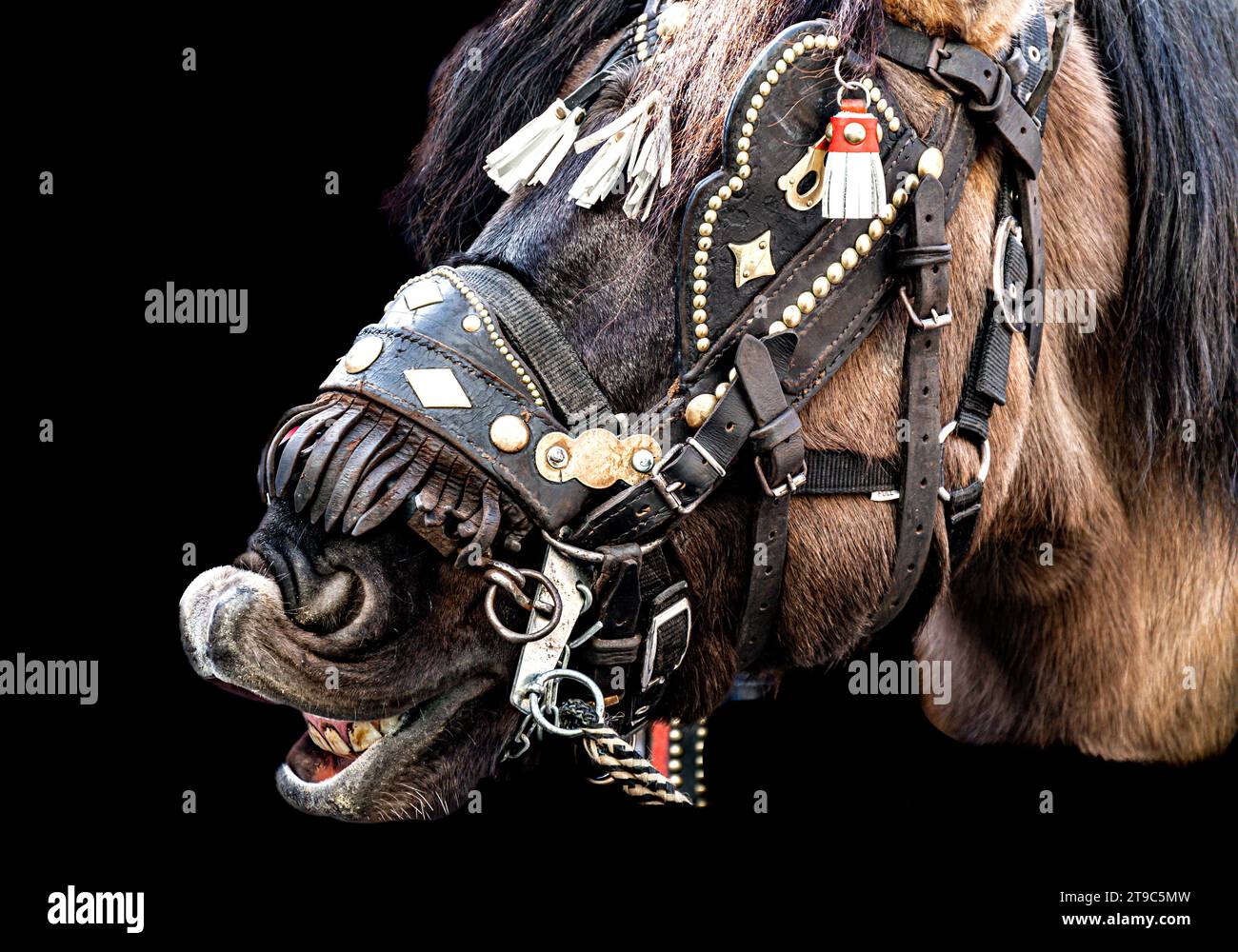 Nahaufnahme des Kopfes eines Pferdes mit Zügeln beim Festival von San Antoni Abad, Tierschützer Stockfoto