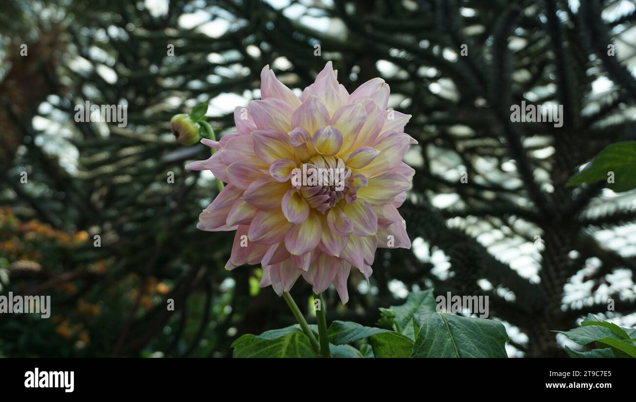 Rosa gelbes formales dekoratives Dahlienblühen mit Baumzweigen Hintergrund in den Gardens by the Bay, Singapur Stockfoto