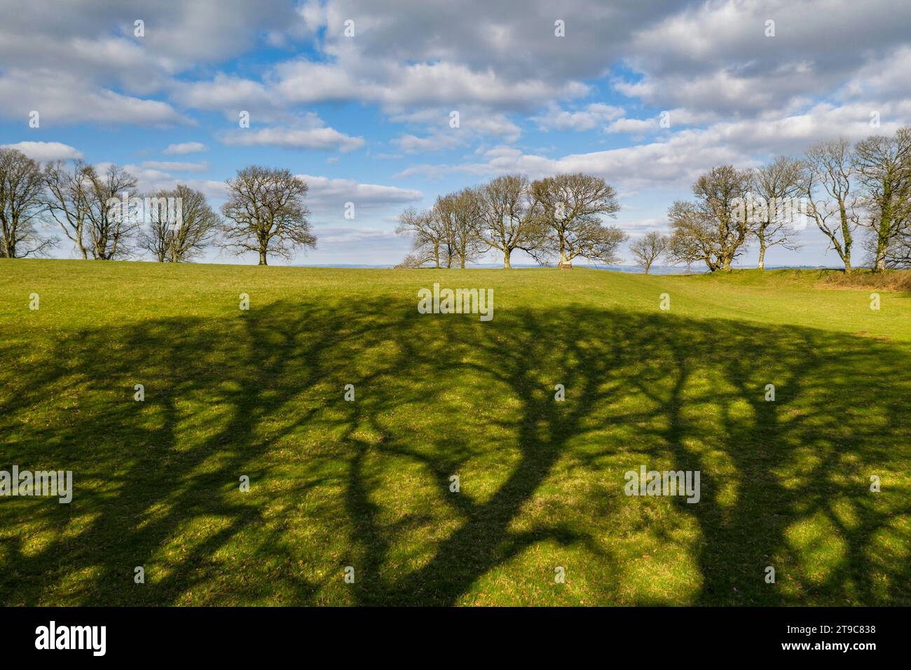 Bäume und Schatten im Cadbury Castle Iron Age Hill, Devon, England. Winter (März) 2021. Stockfoto