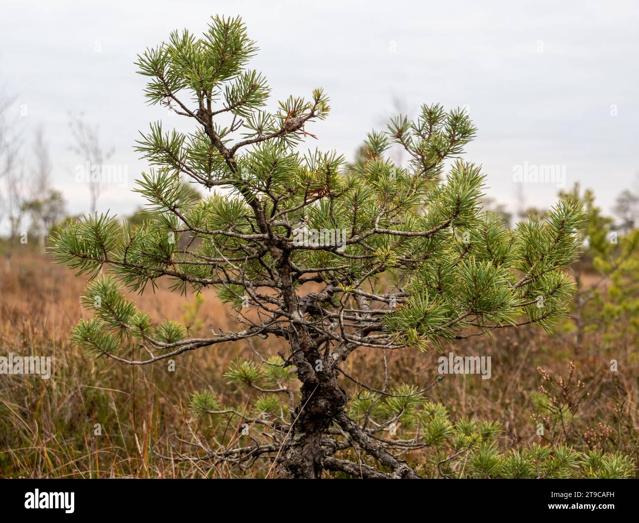 Die strukturierte Rinde des Baumes flüstert Geheimnisse vergangener Jahreszeiten, ein Zeugnis für Ausdauer in der ruhigen Umgebung des Herbstsumpfs. Stockfoto