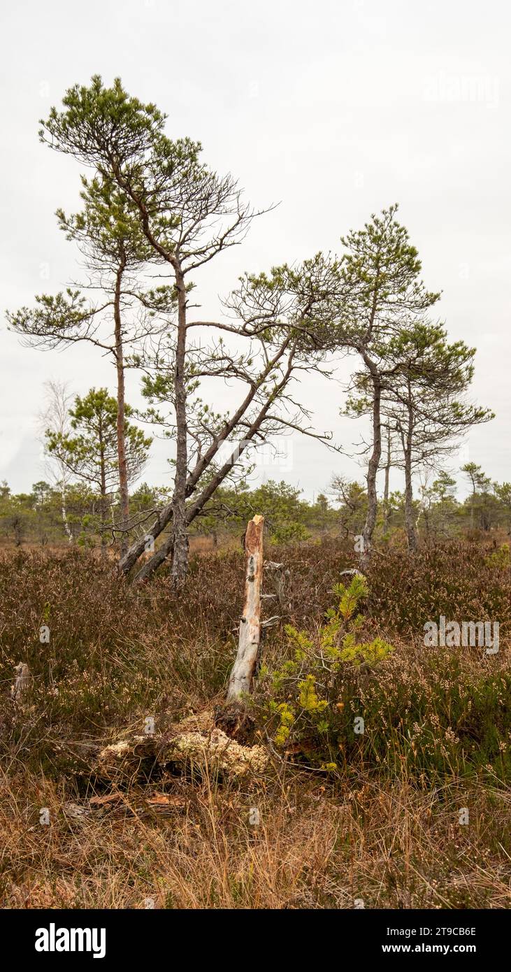 Jeder komplizierte Knoten auf der strukturierten Baumrinde erzählt eine Geschichte von Stärke und Anmut, eine visuelle Poesie im Herbstsumpf. Stockfoto
