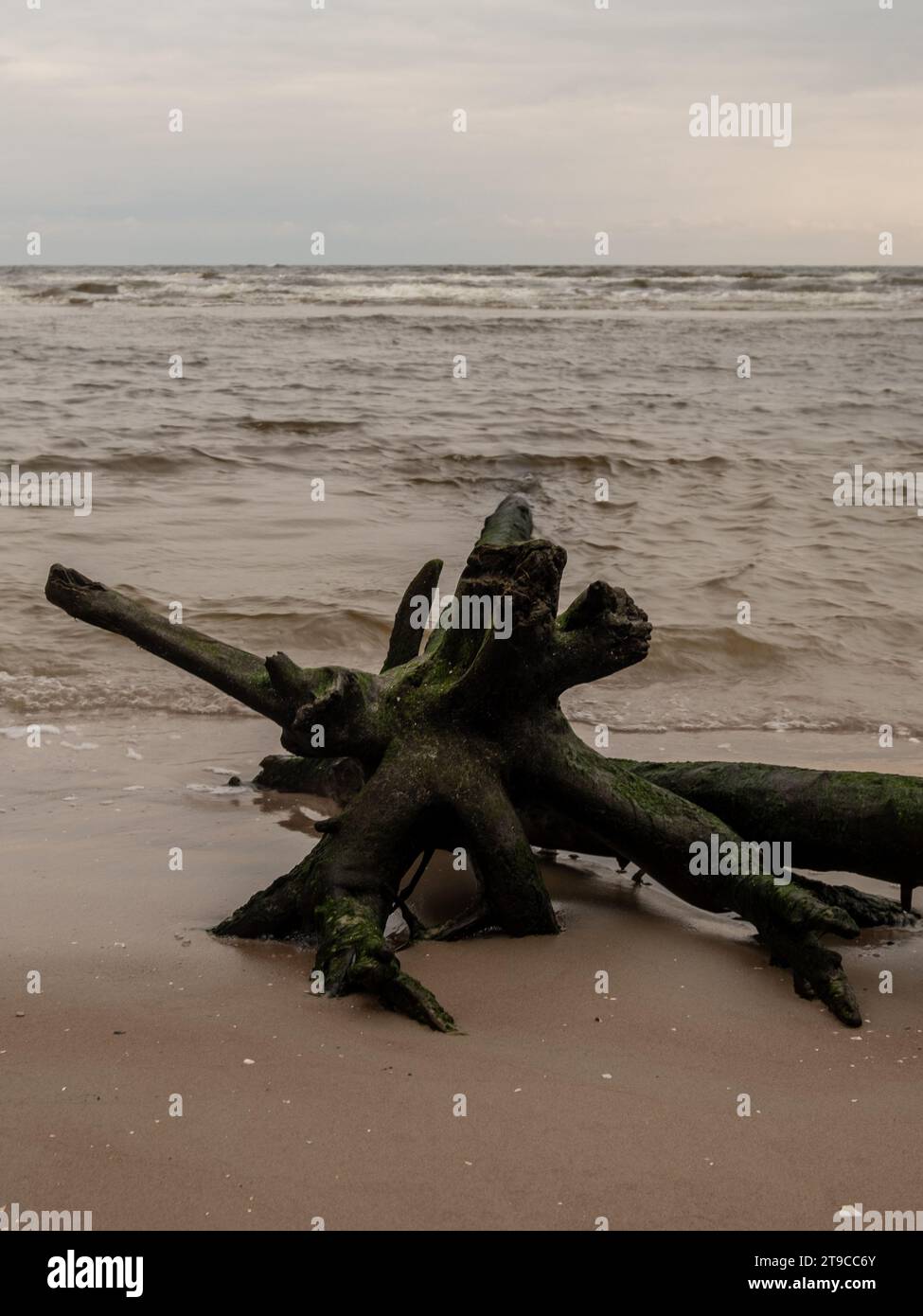 Ruhe nach dem Sturm: Abgestürzte Bäume zeugen von der Widerstandsfähigkeit der Natur inmitten des beruhigenden Flüsters des Meeres. Stockfoto