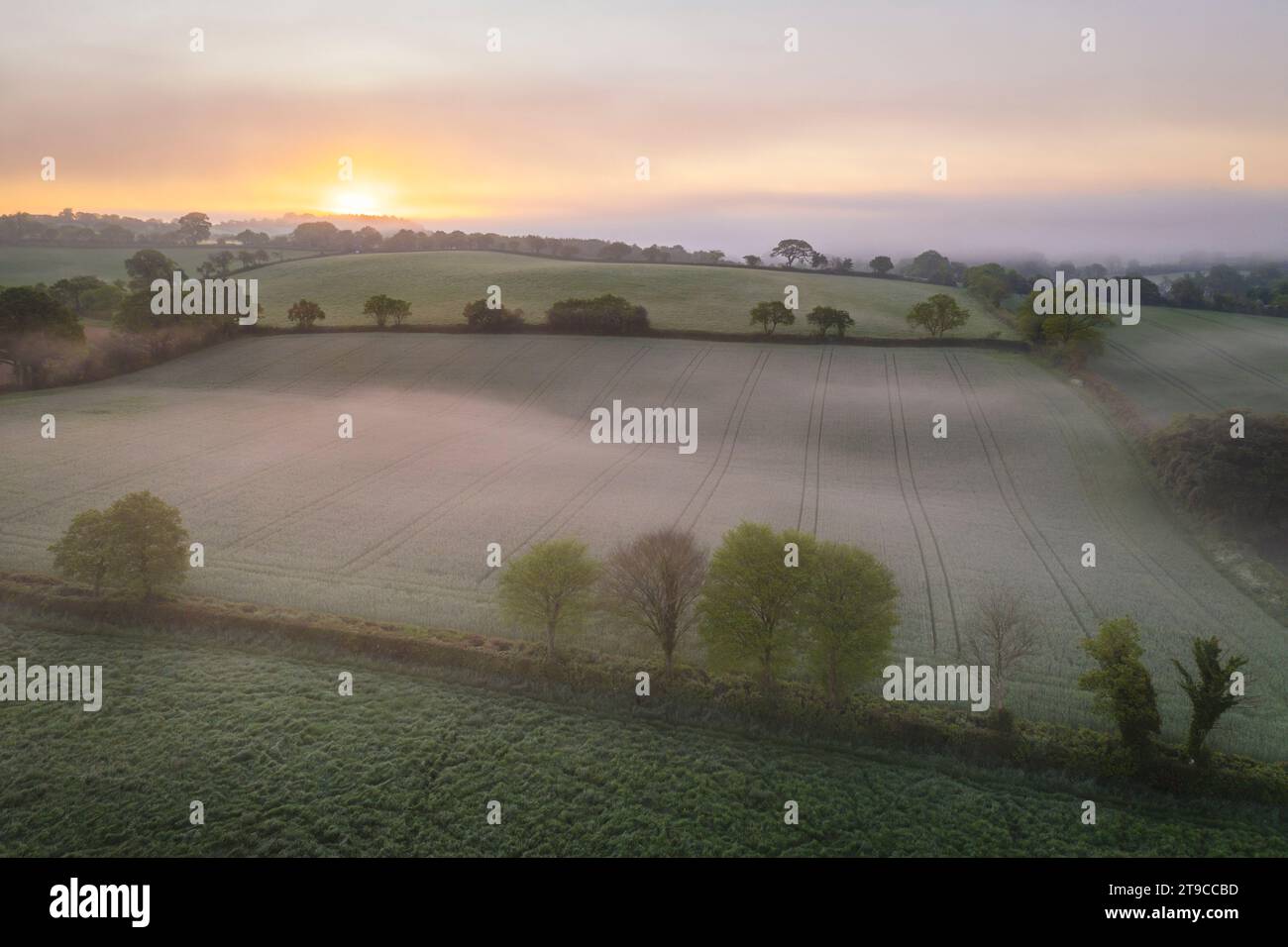 Sonnenaufgang über nebeliger Landschaft, Crediton, Devon, England. Sommer (Juni) 2021. Stockfoto