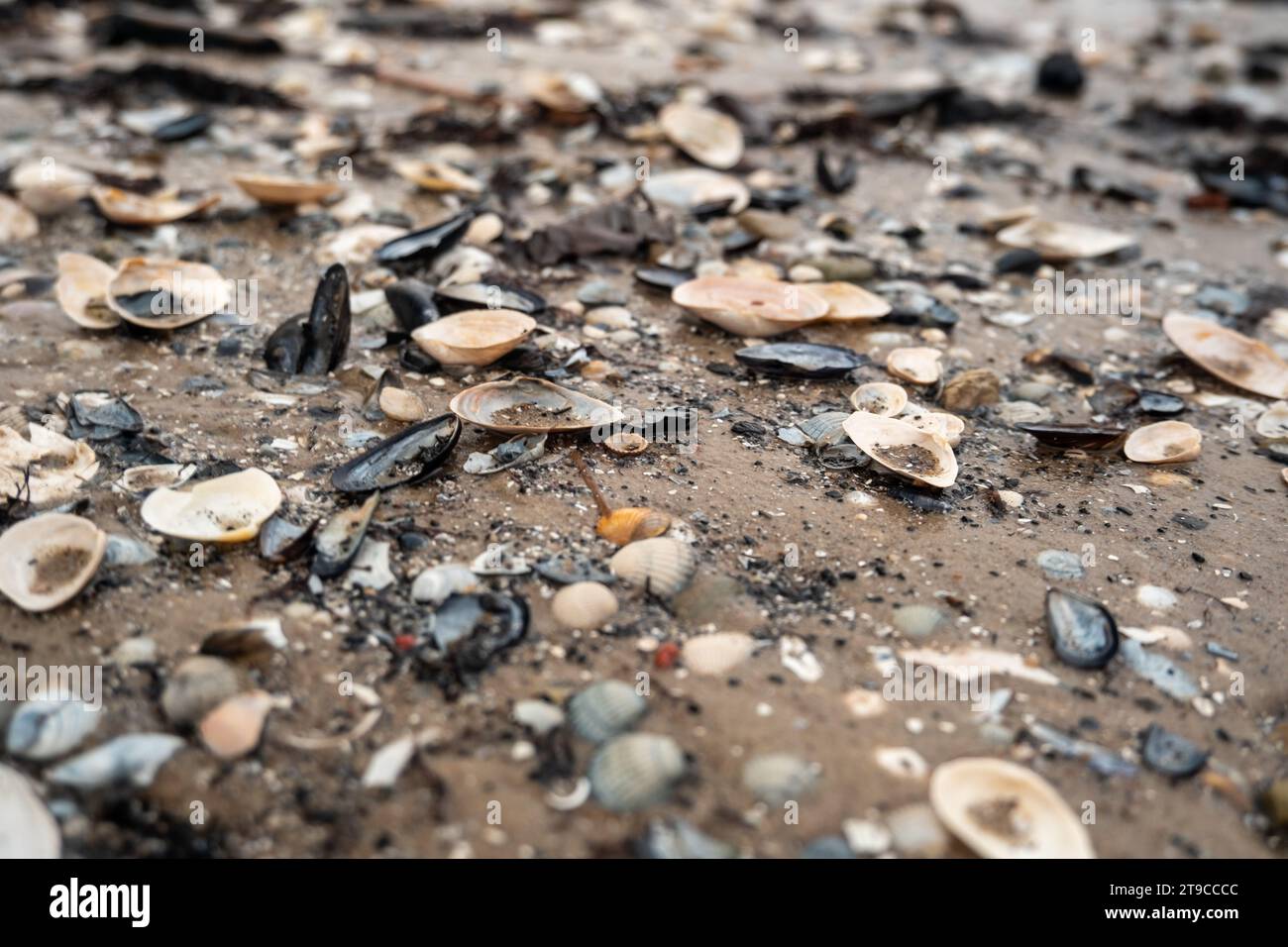 Entdecken Sie Schönheit in den kleinsten Details – diese zierlichen Muscheln tragen das Wesen des Ozeans, eingebettet in die Körner des Sandstrandes. Stockfoto