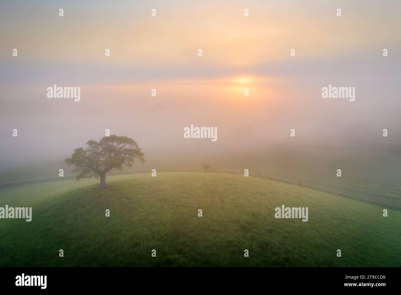 Einsamer Baum auf einem Hügel bei Sonnenaufgang an einem nebeligen Sommermorgen, Devon, England. Sommer (Juni) 2021. Stockfoto
