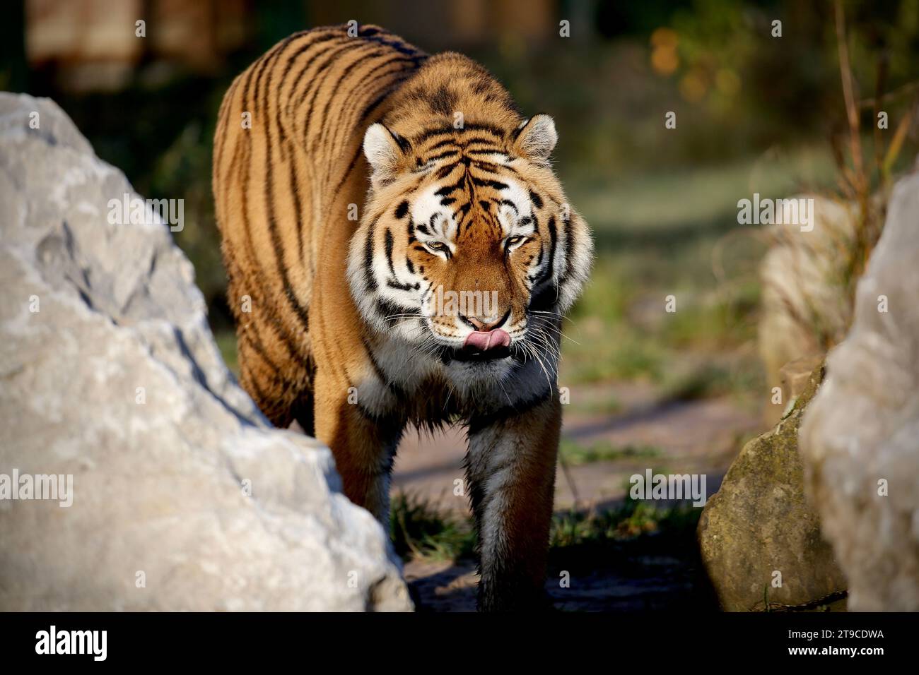 Tiger (Amur) Stockfoto