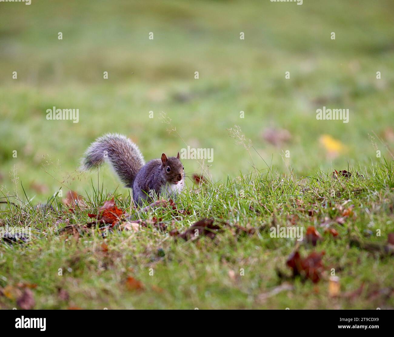 Grauhörnchen Stockfoto