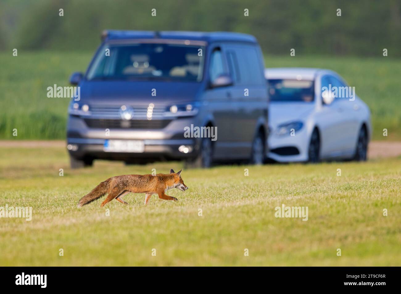 Einsamer Rotfuchs (Vulpes vulpes), der im Sommer vor Autos auf frisch gemähter Wiese/geschnittenem Grasland auf der Suche ist Stockfoto