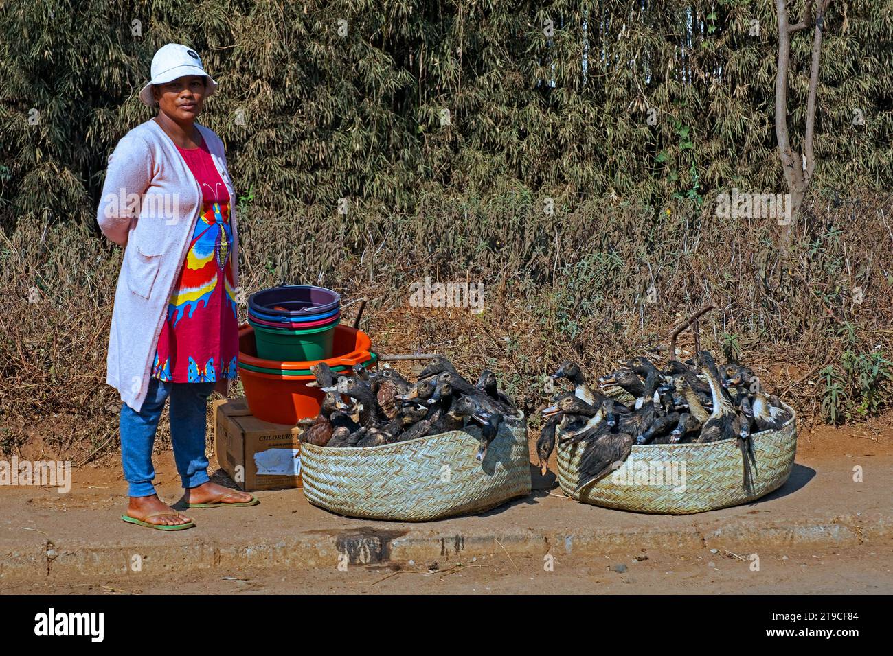 Madagassische Frau verkauft lebende Enten in Körben entlang der Straße in der Nähe von Antsirabe, Vakinankaratra Region, Central Highlands, Madagaskar, Afrika Stockfoto