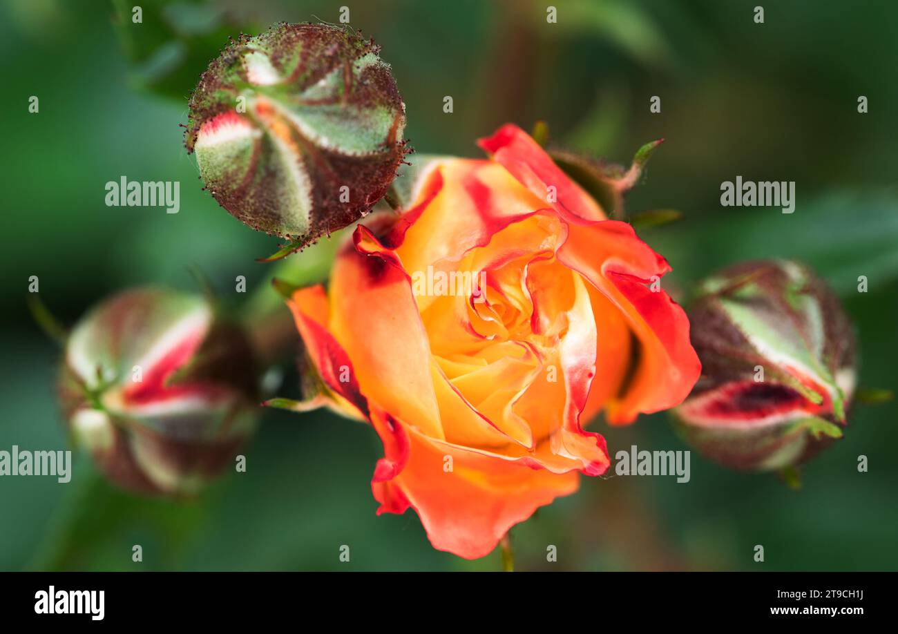 Das Versprechen der Natur: Die zarte Entfaltung einer jungen Rose Stockfoto