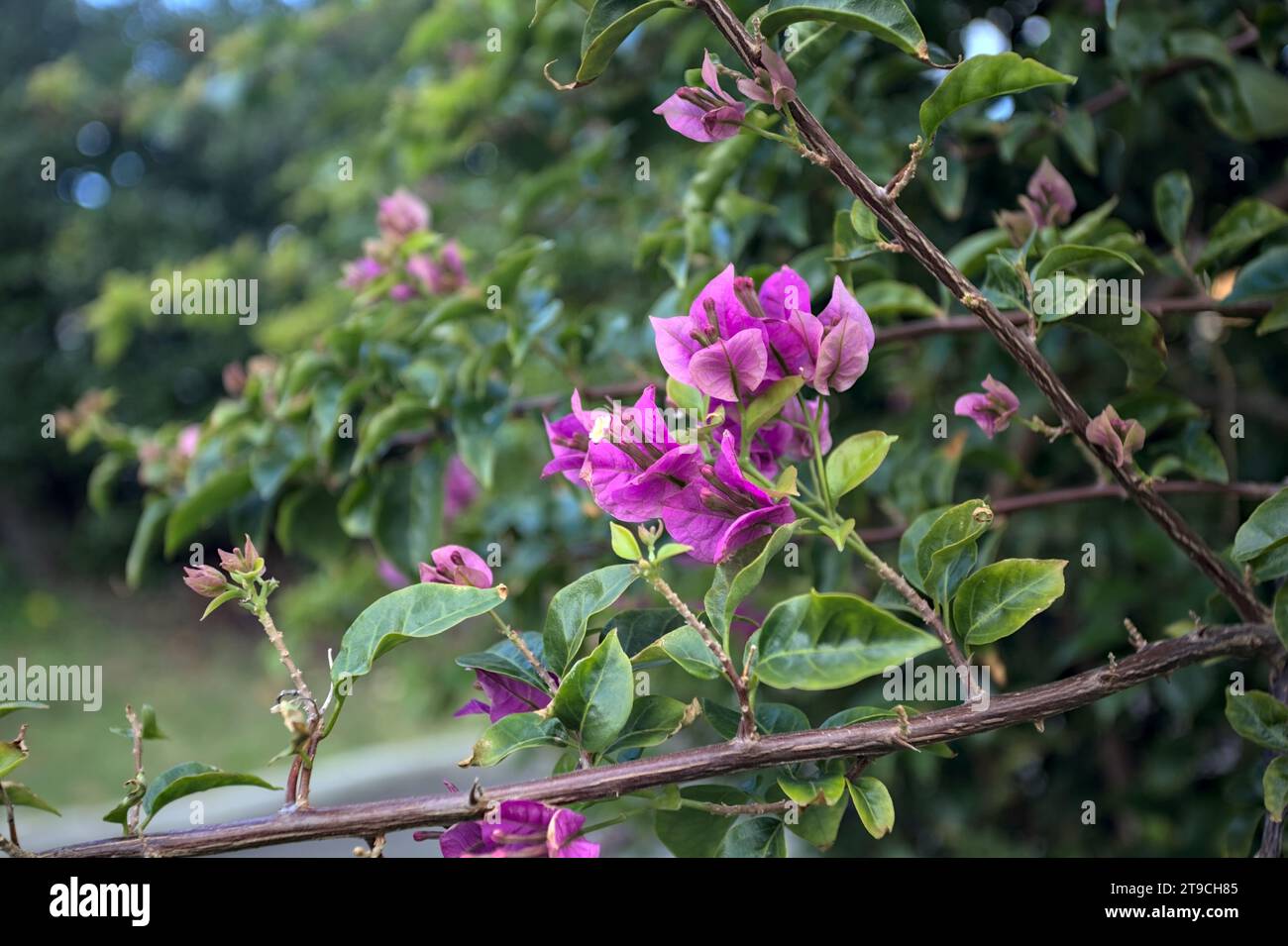 Bougainvillea in Blüte aus nächster Nähe gesehen Stockfoto