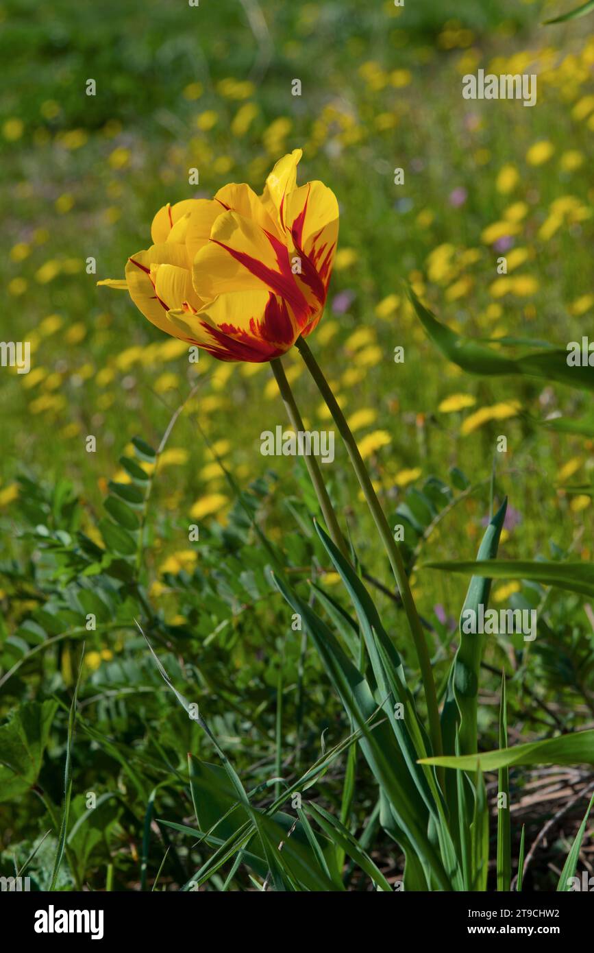 tulipe dans un champ de pissenlits - Tulpe in einem Löwenzahnfeld Stockfoto