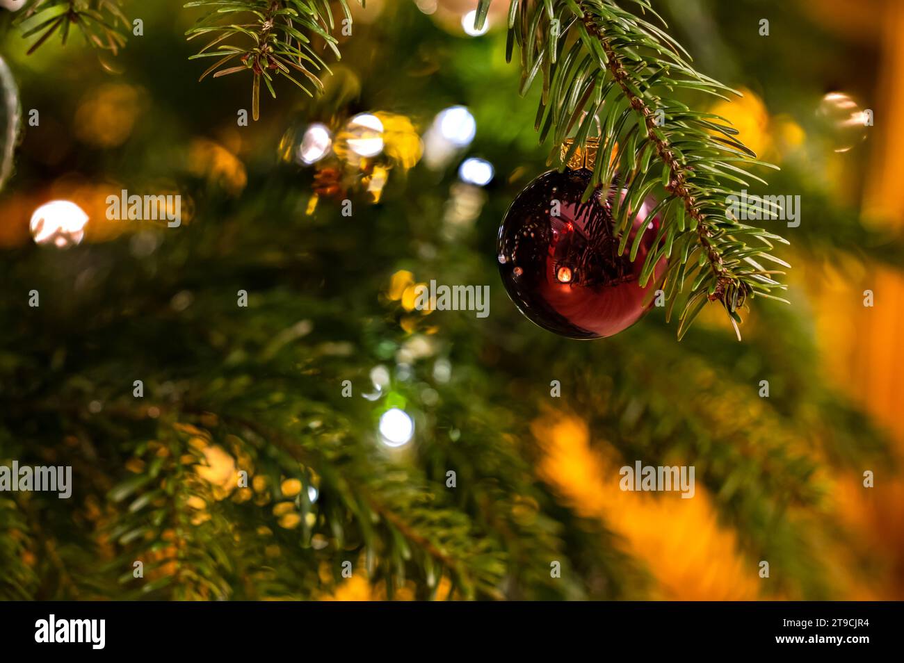 Rote Weihnachtsbaumkugel malerisch isoliert auf dem Tannenzweig am Weihnachtsbaum Stockfoto