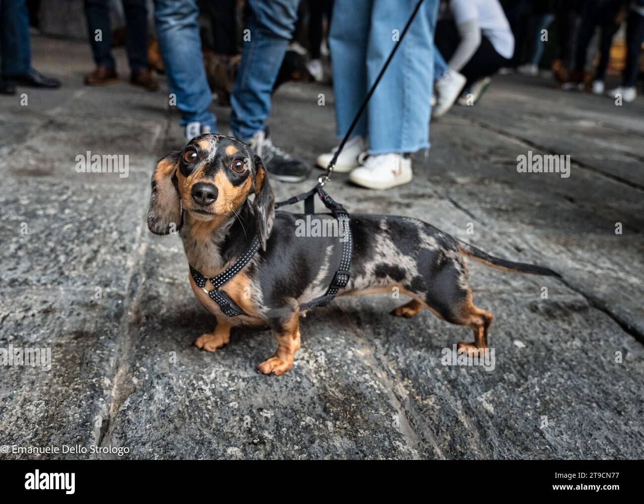 Ein Nachmittag in Mailand mit Dutzenden wunderbarer und sehr netter Dachshund Hunde Stockfoto