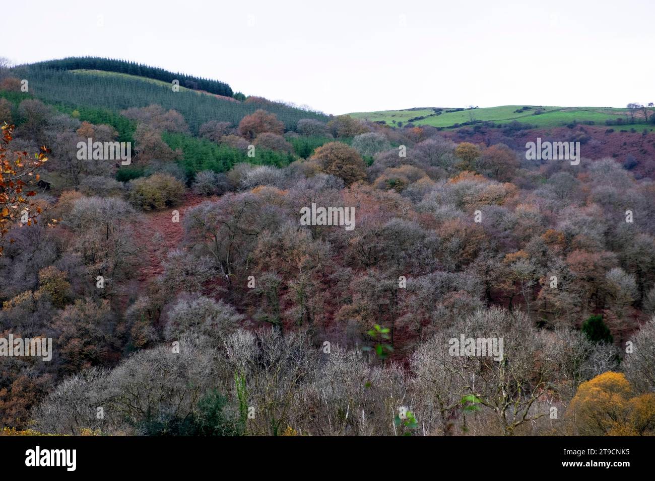 Landschaft mit natürlichen Laubeichenwäldern und Nadelbäumen am Hang im farbenfrohen Herbst November Carmarthenshire Wales UK 2023 KATHY DEWITT Stockfoto