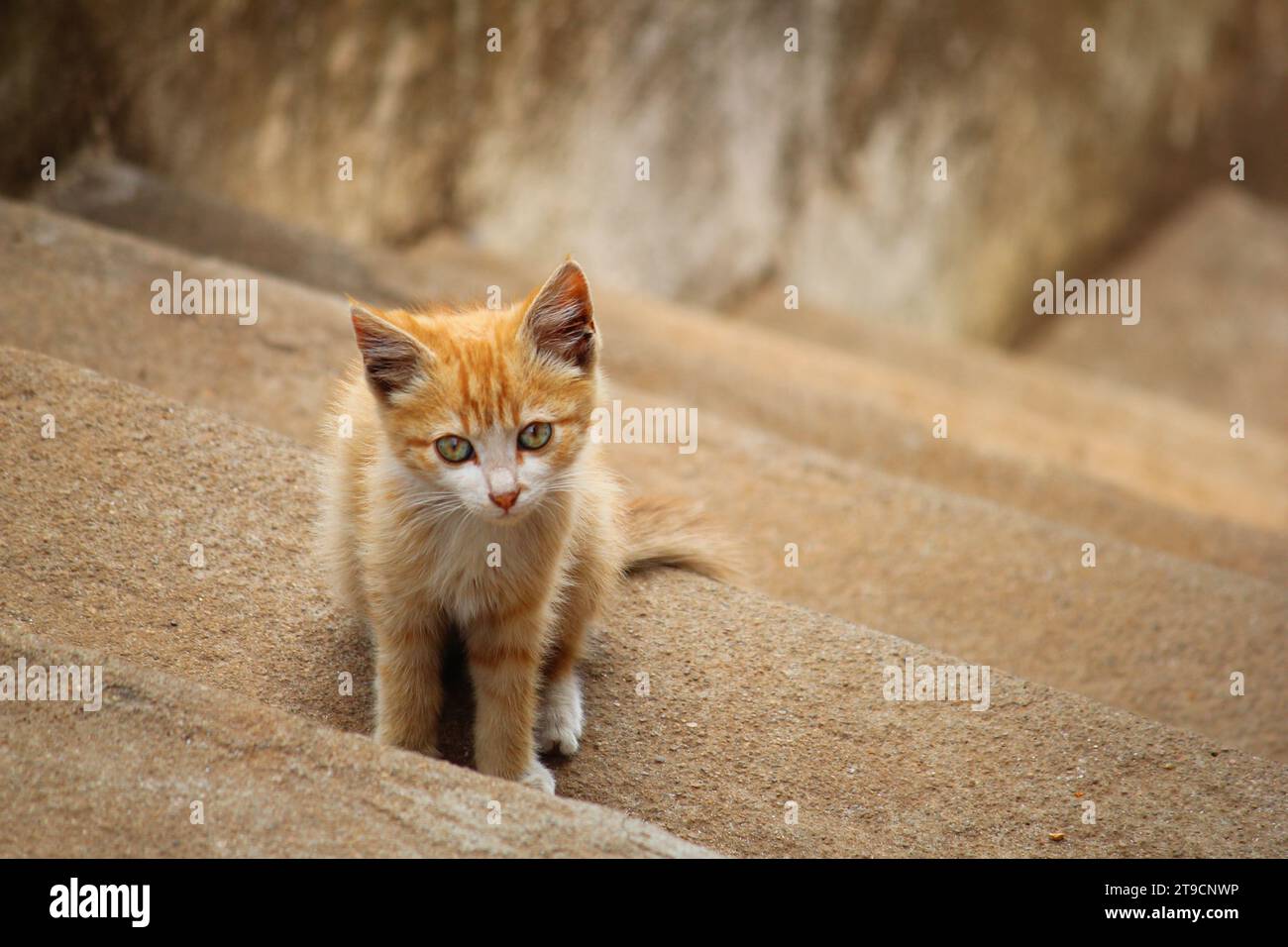 Ich wünschte, ich hätte alles geliebt, so wie meine Katze Katzenminze liebt Stockfoto