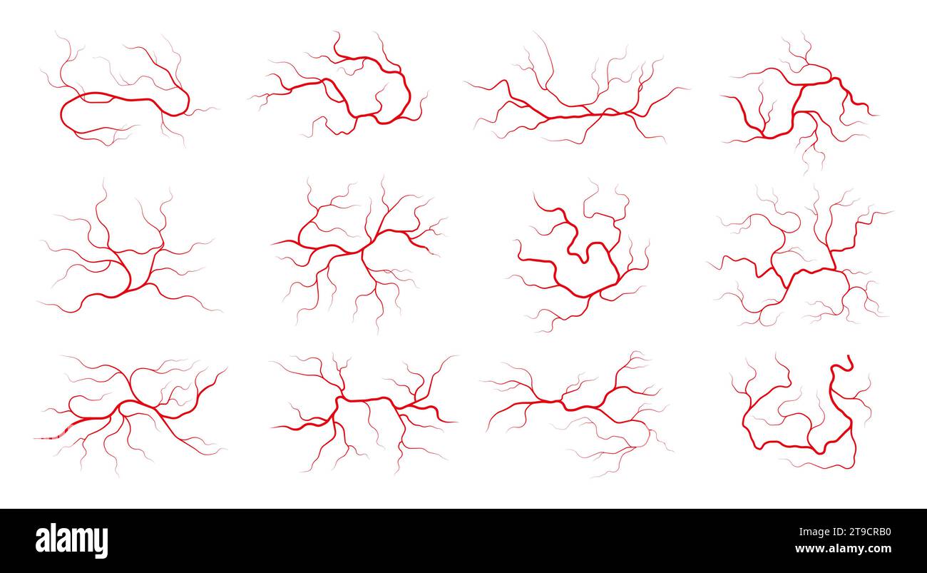 Menschliche Venen. Bunte Blutgefässe mit fließendem Blut, Arterien- und Venensystem des menschlichen Körpers, gesundes Kreislaufsystem. Vektorillustration der menschlichen Gesundheitsanatomie Stock Vektor