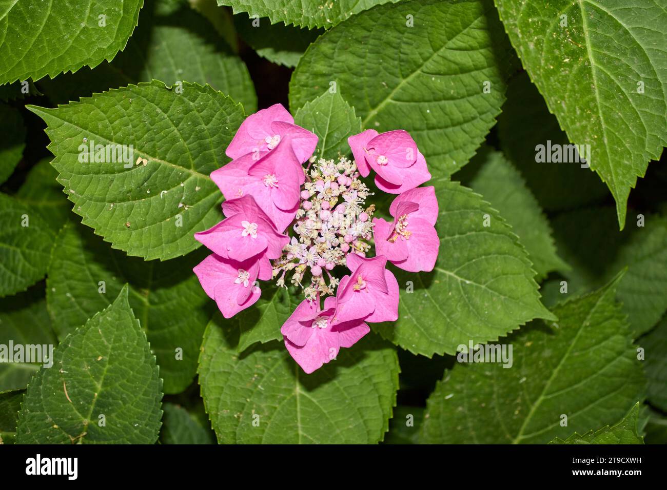 Hortensie macrophylla rosa und blaue Blütenstände Stockfoto