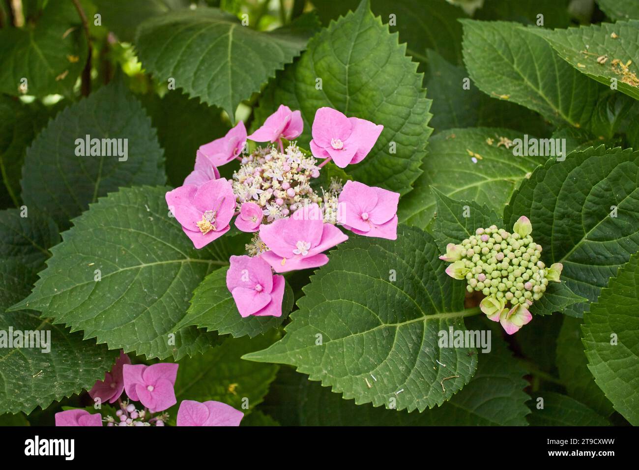 Hortensie macrophylla rosa und blaue Blütenstände Stockfoto