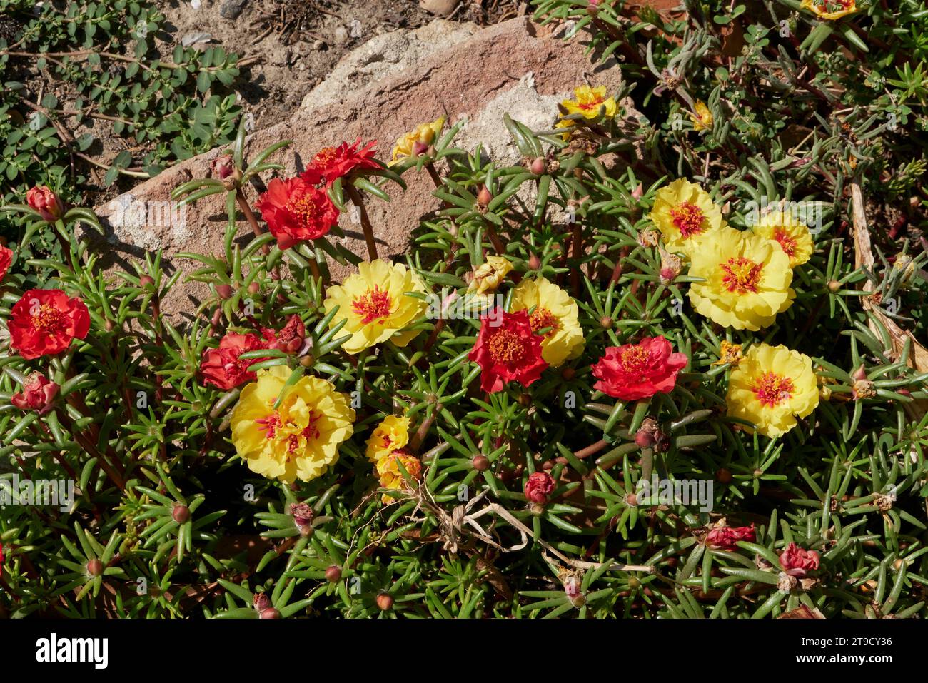 Portulaca grandiflora farbenfrohe Blumen Stockfoto