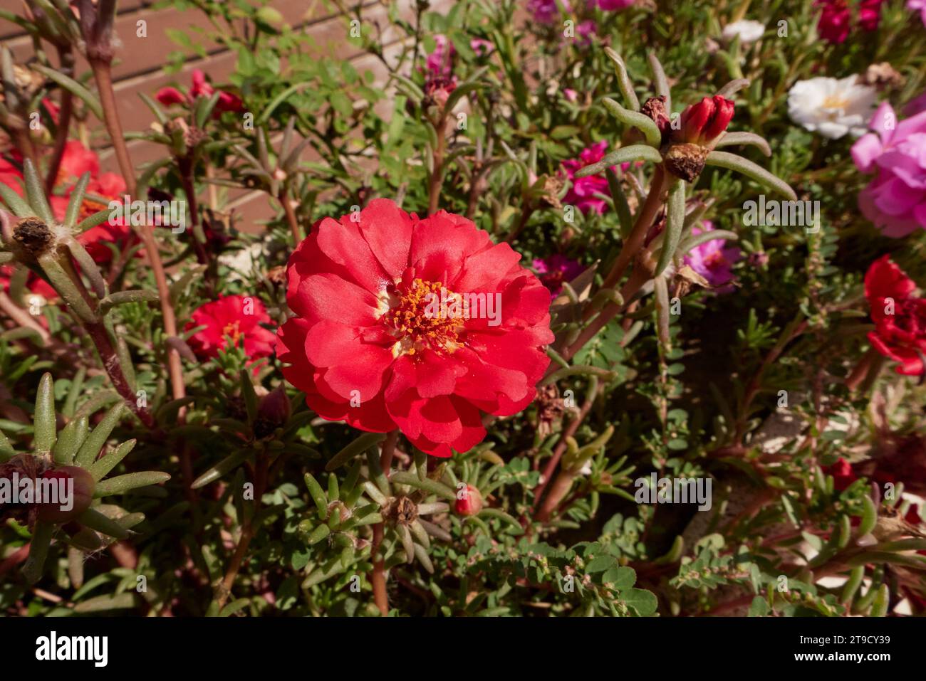 Portulaca grandiflora farbenfrohe Blumen Stockfoto