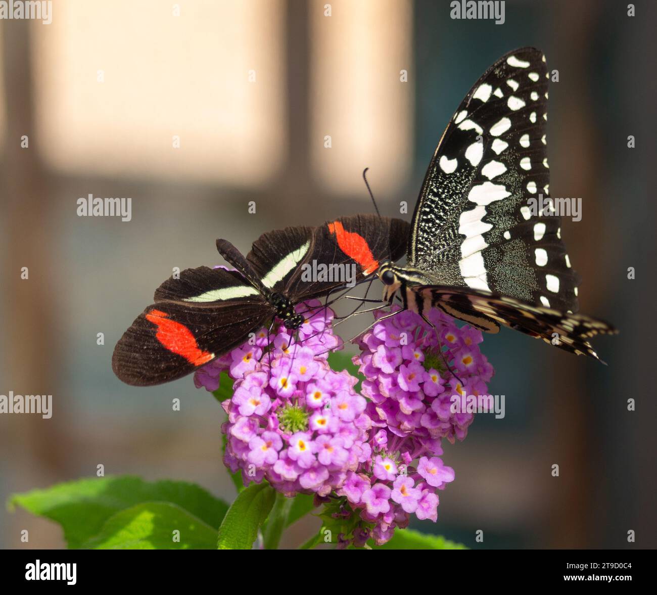 Schmetterlinge auf einer Blume Stockfoto