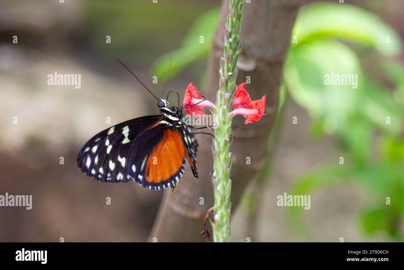 Schmetterling auf einem Blatt Stockfoto