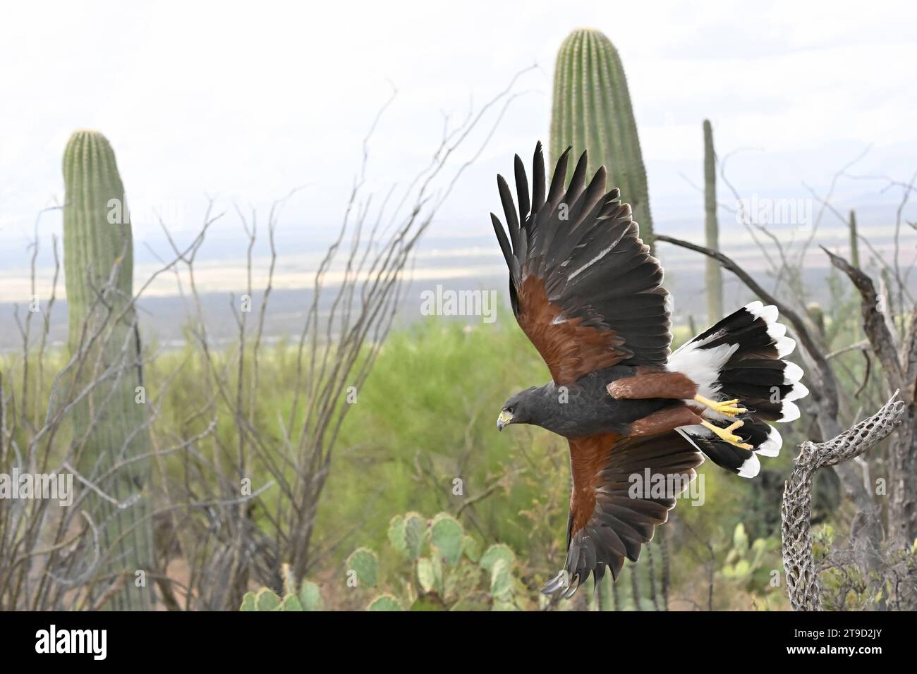 Harris's Hawk ist auf dem Weg durch die Wüste von Arizona Stockfoto