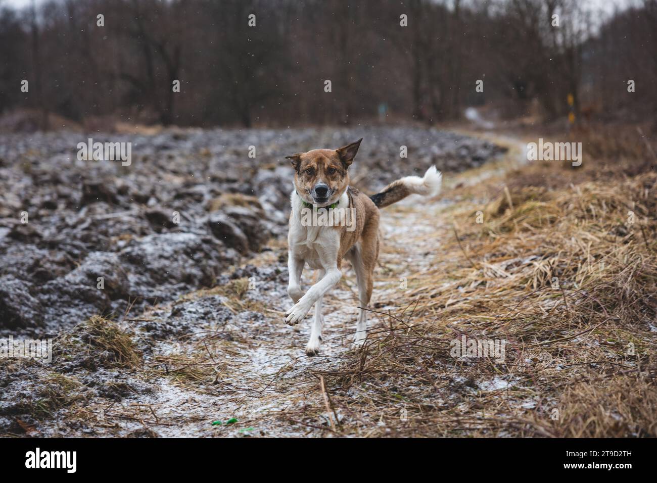 Porträt eines weißen und braunen Hundes, der draußen läuft. Sie laufen in der wilden, lustigen Aussicht auf vierbeinige Haustiere. Stockfoto