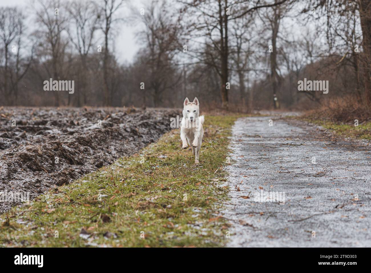 Weißer sibirischer Husky mit durchdringenden blauen Augen, die im Herbst in den Morgenstunden im Freien im Wald laufen. Ostrava, Tschechische Republik. Stockfoto