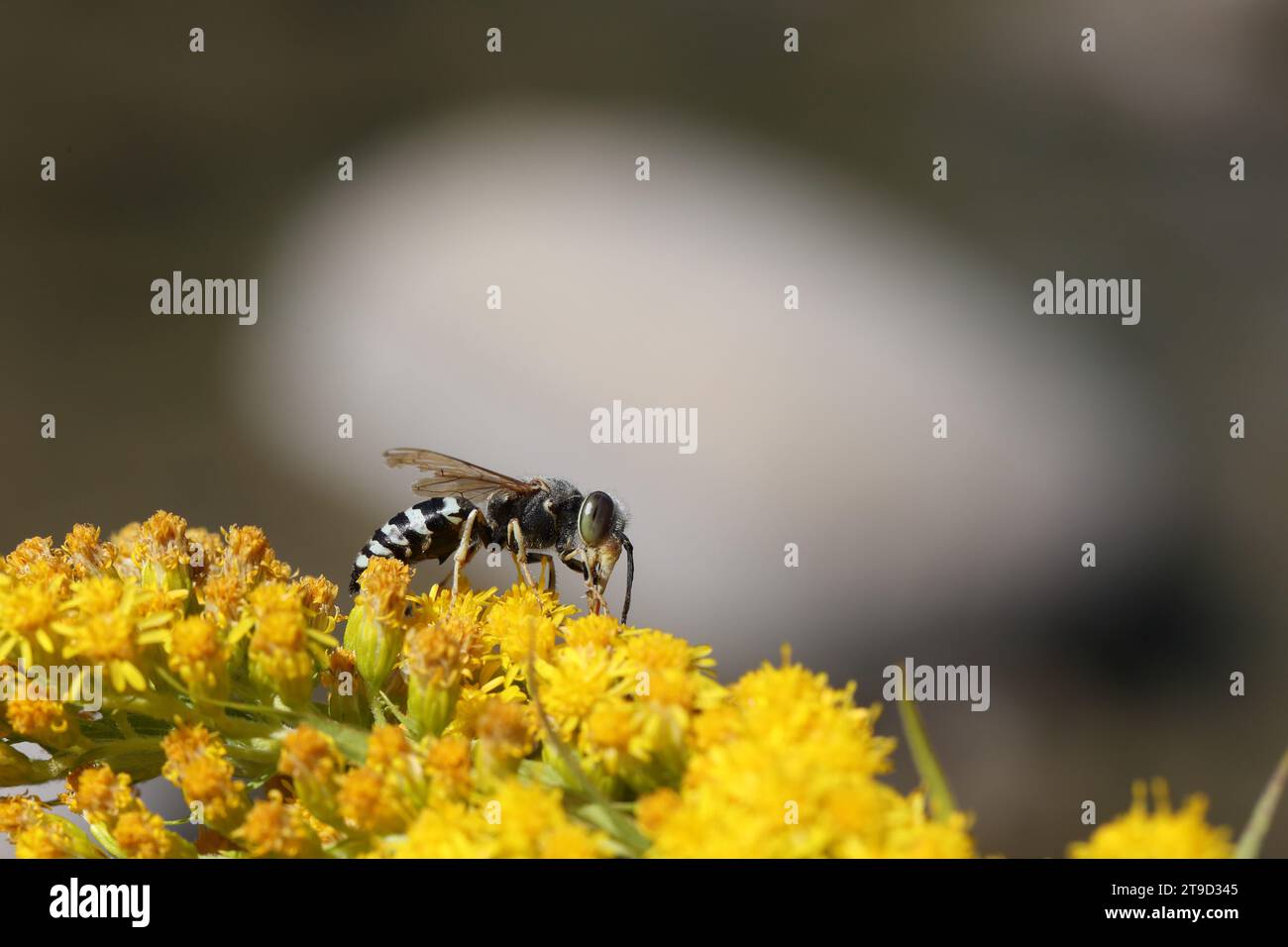 Bembixwespe ernährt sich von einer Blume in Gelb Stockfoto