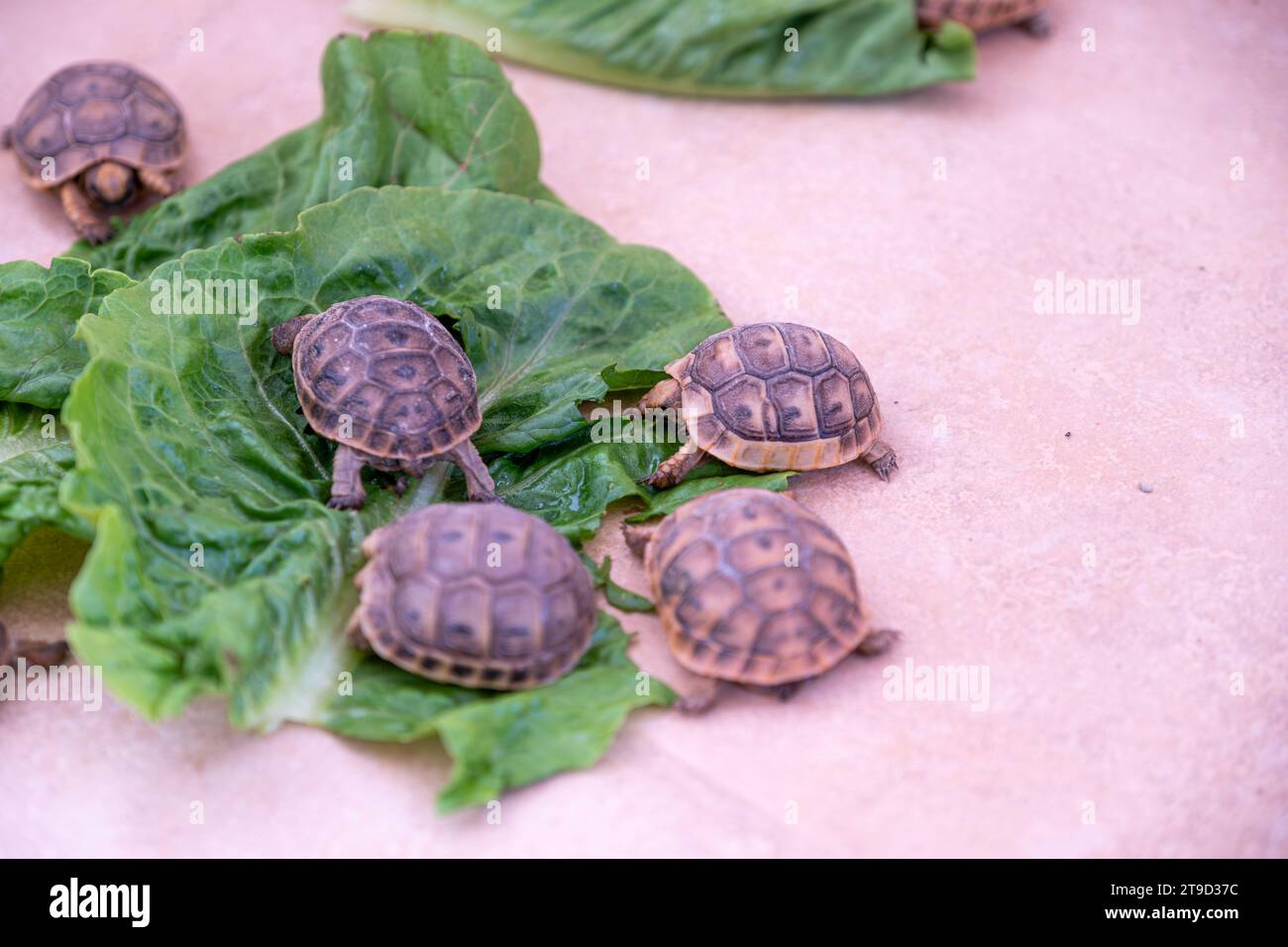 Kleine Turteltiere essen Salat auf dem Boden Stockfoto