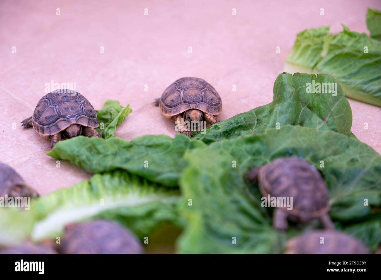 Kleine Turteltiere essen Salat auf dem Boden Stockfoto