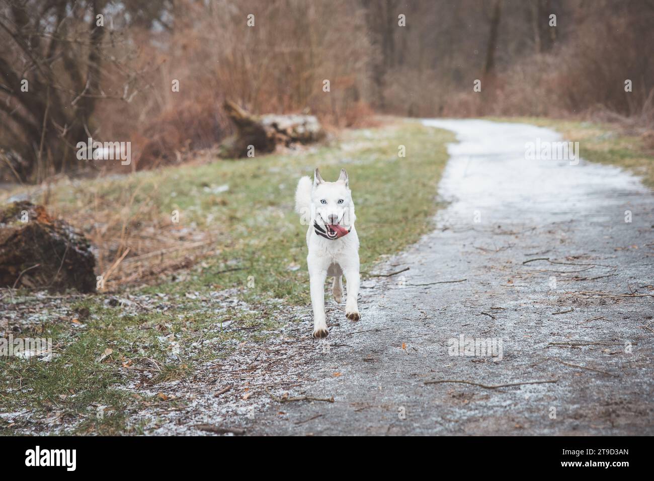 Weißer sibirischer Husky mit durchdringenden blauen Augen, die im Herbst in den Morgenstunden im Freien im Wald laufen. Ostrava, Tschechische Republik. Stockfoto